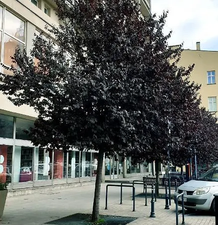 Apartment Narutowicza 8 Strict Centre Free Car Park Lodz (Lodz)