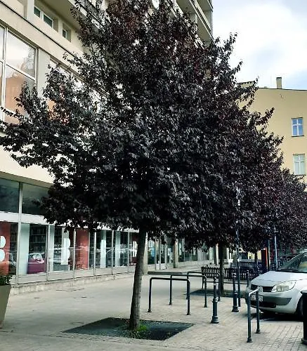 Apartment Narutowicza 8 Strict Centre Free Car Park Łódź